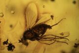 Fossil Flies (Diptera), Spider (Aranea) & Leaf In Baltic Amber #105534-3
